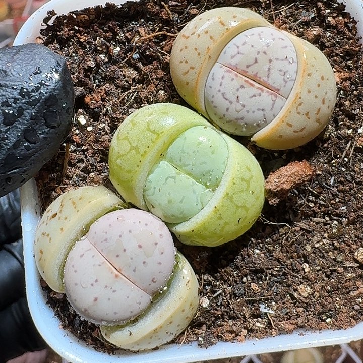 生石花等11111111。   187