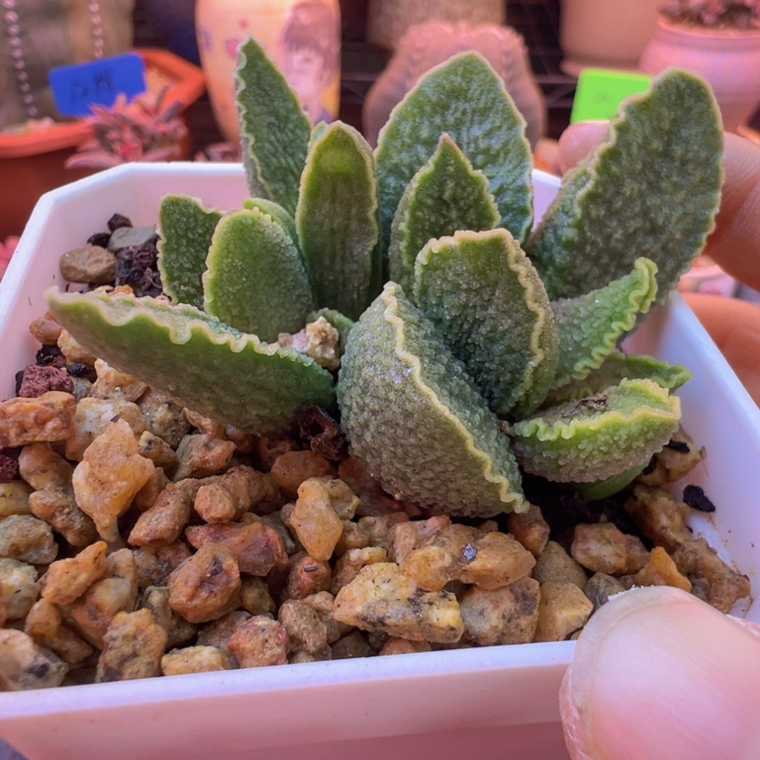 佛***瑜好的我知道了我知道了你