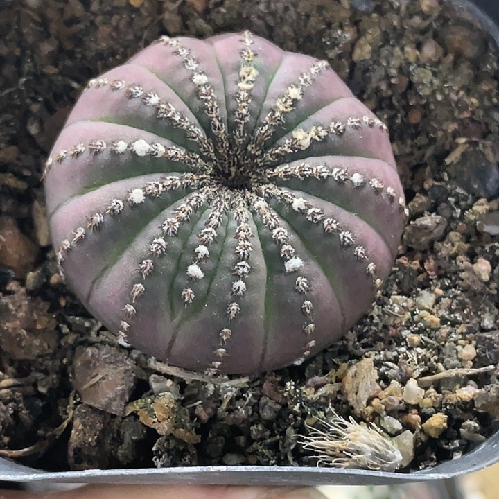 苹***果士童实生仙人球    