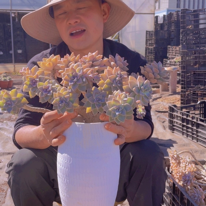 115淡雪缀化一物一拍