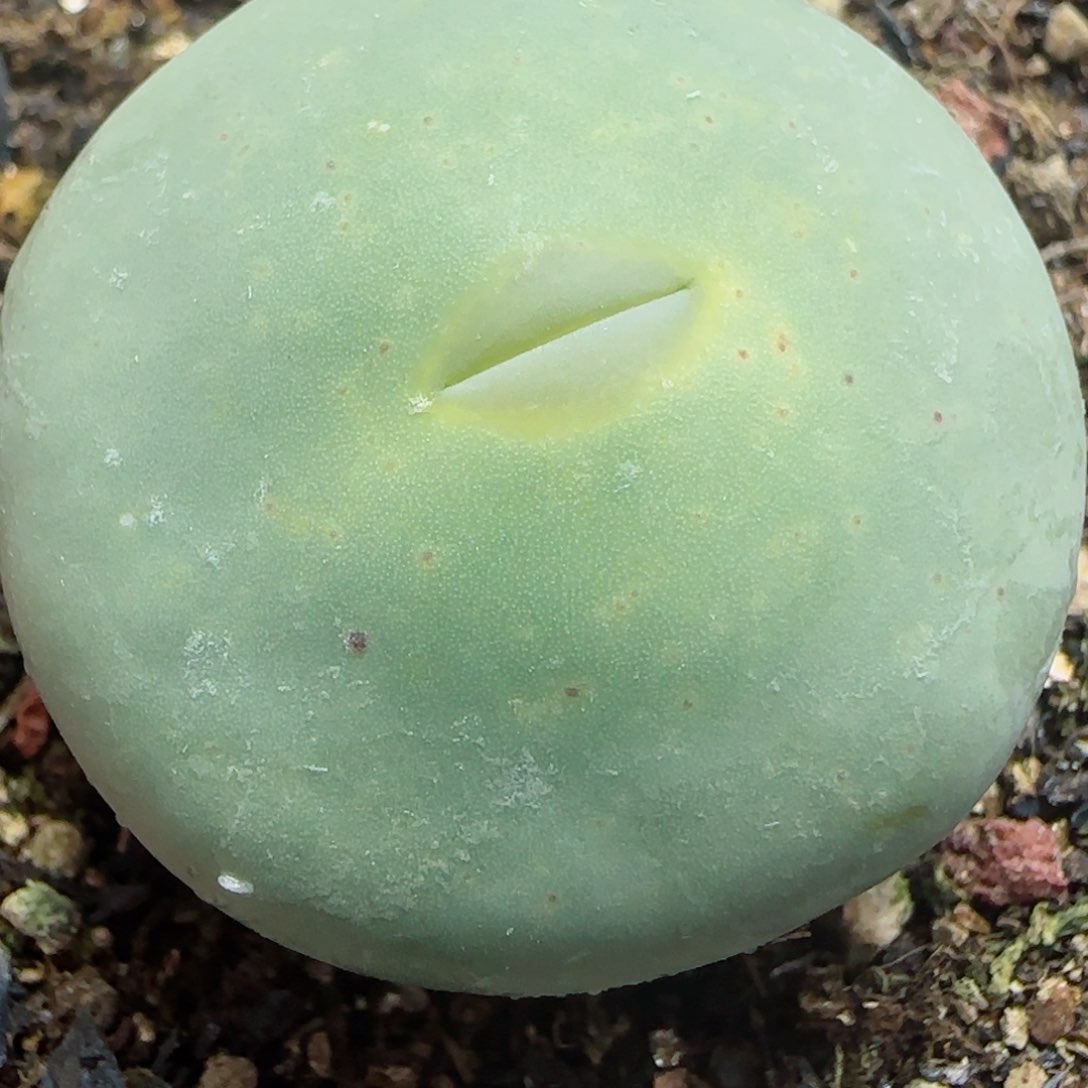 多肉植物巨型嘟嘟嘴21号