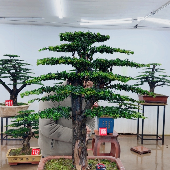 无花朵盆景园林……