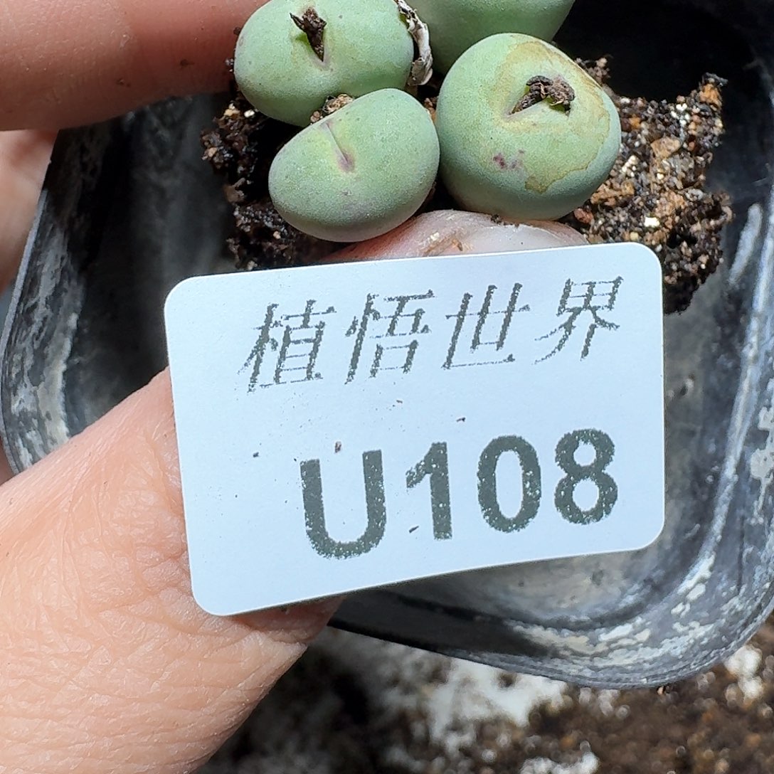 108号多肉植物哇c g