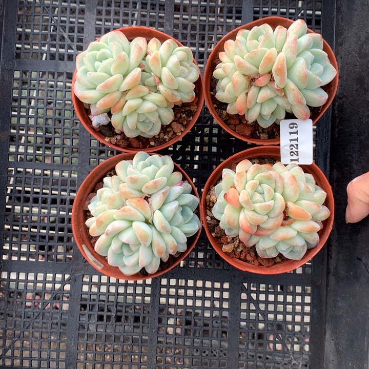 122119四个冰玉嗯嗯嗯嗯好