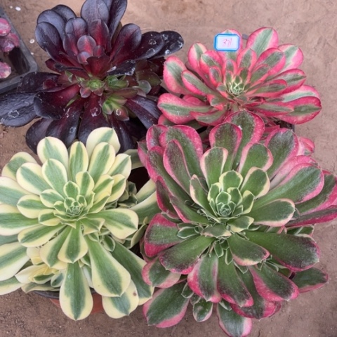 871多肉植物组合