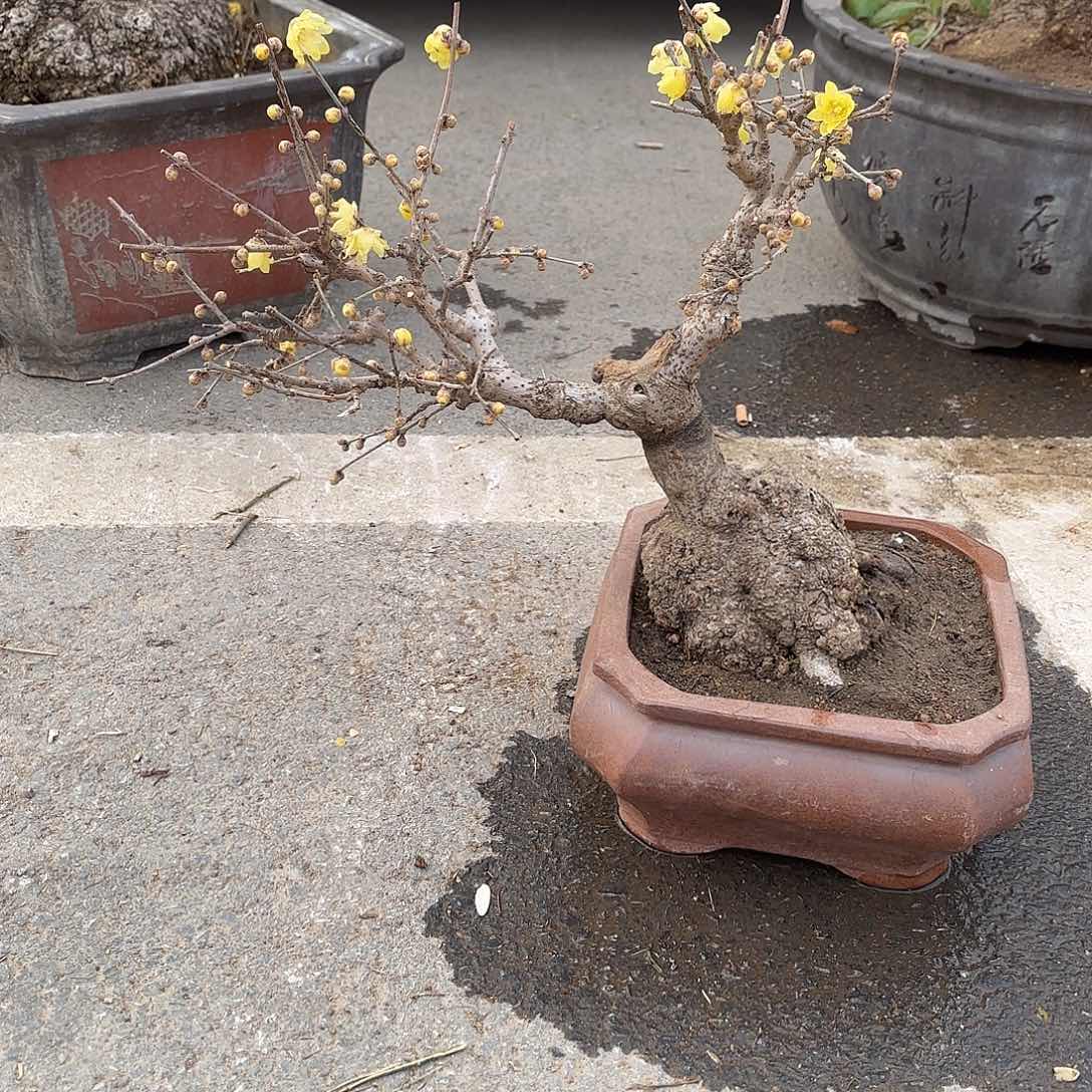 无花朵腊梅盆景盆栽植物