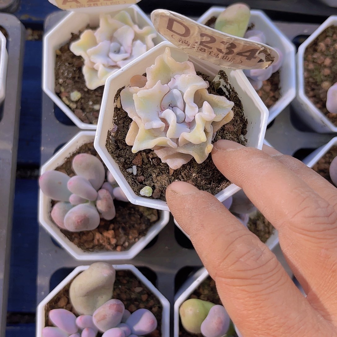 D234饺子皮一物一拍
