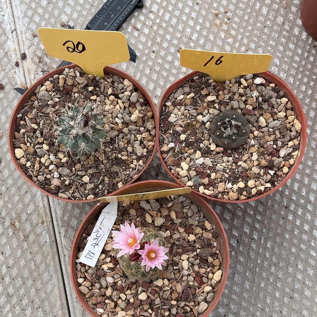 她***事无花朵花友专拍！！！！！