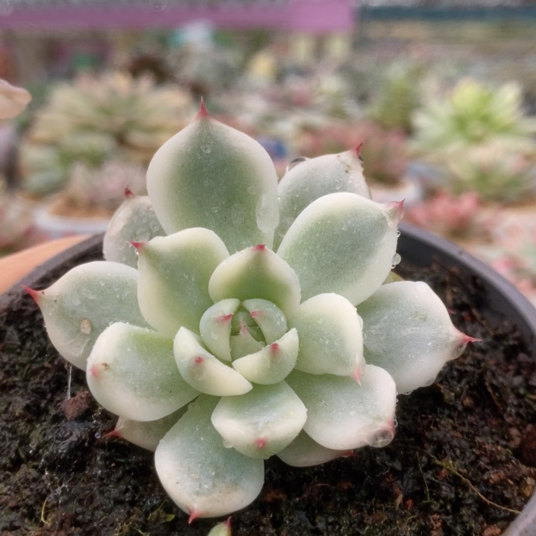 051锦锦锦锦锦锦锦锦