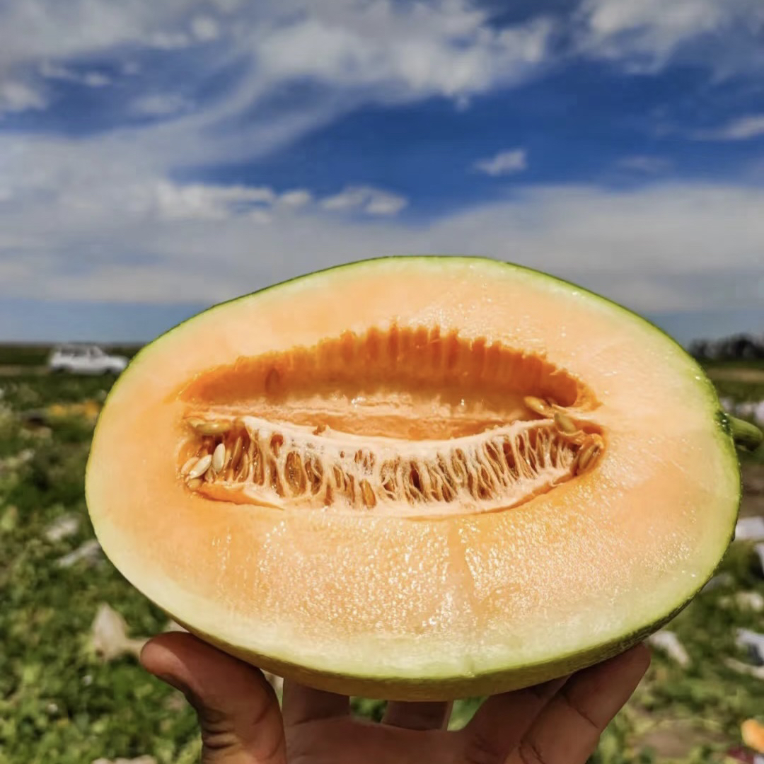海南哈密瓜晓蜜25坏果包赔沙地种植