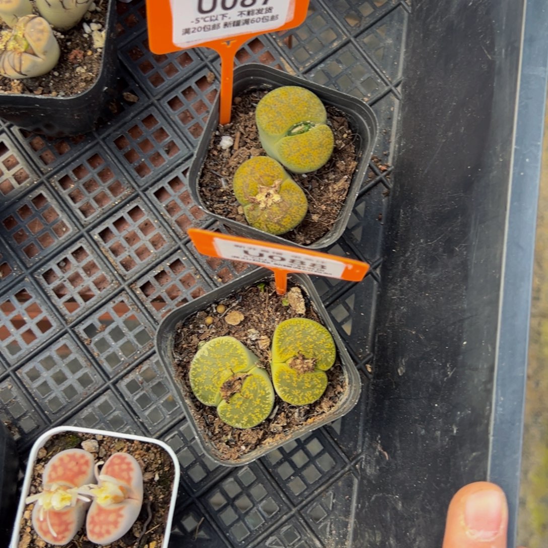 昷***木087.088 一物一拍，默认有伤，介意勿拍，不退不换