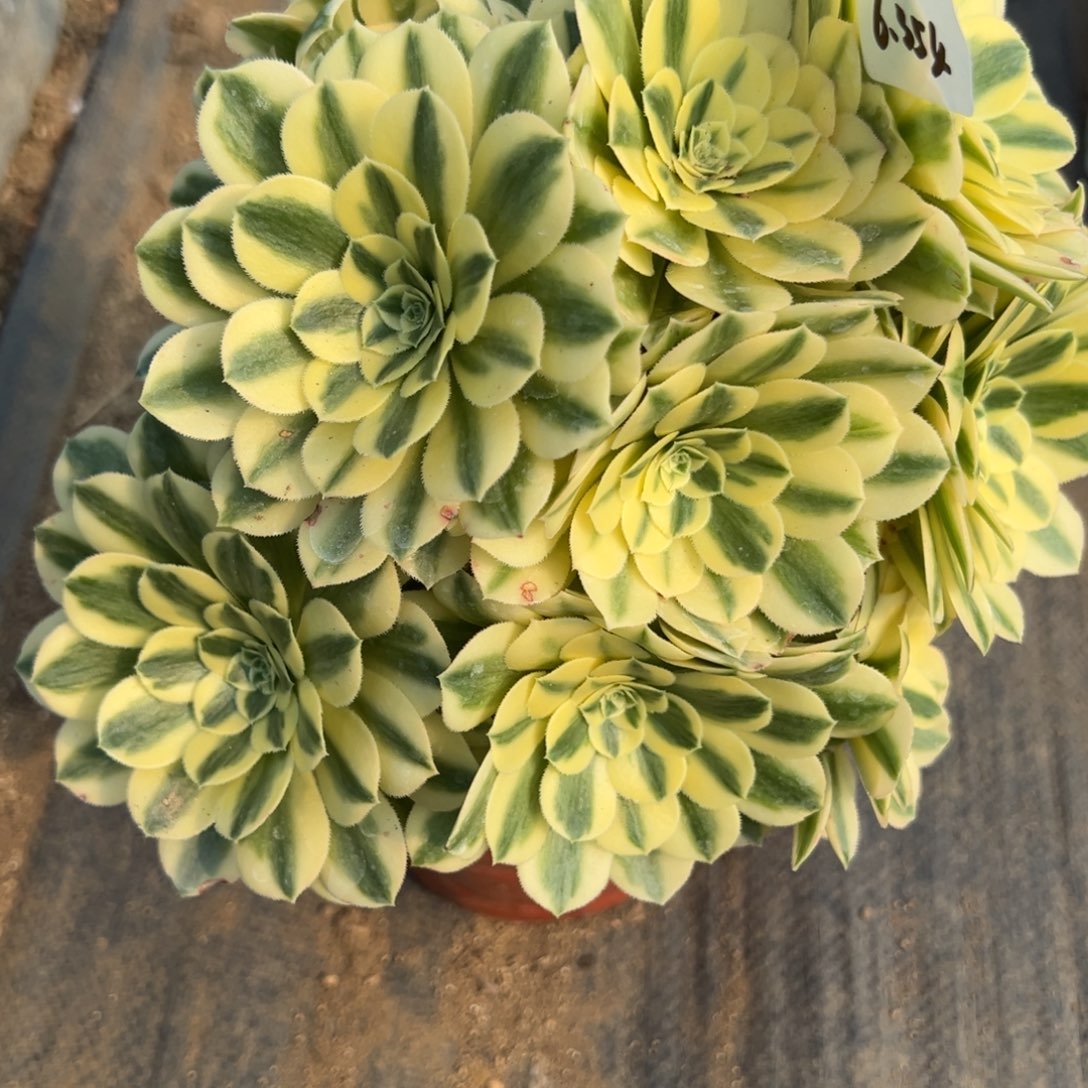 354迈巴赫多肉植物一