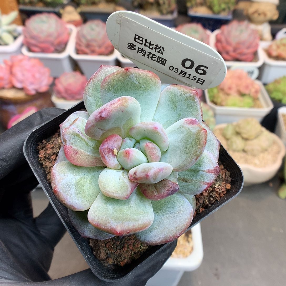 06 特星影石化多肉