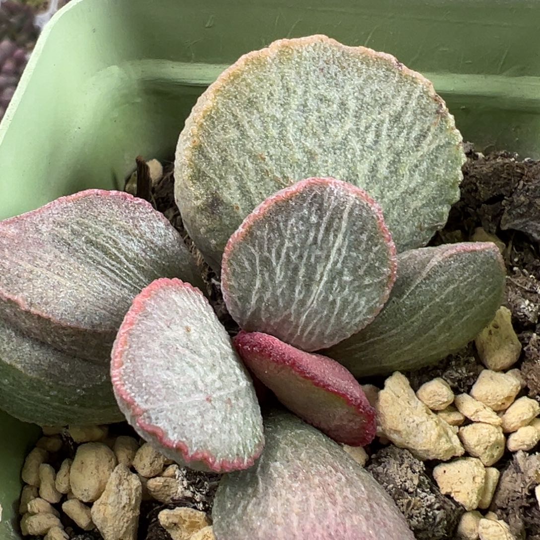 900号磨砂蛋大苗多肉植物