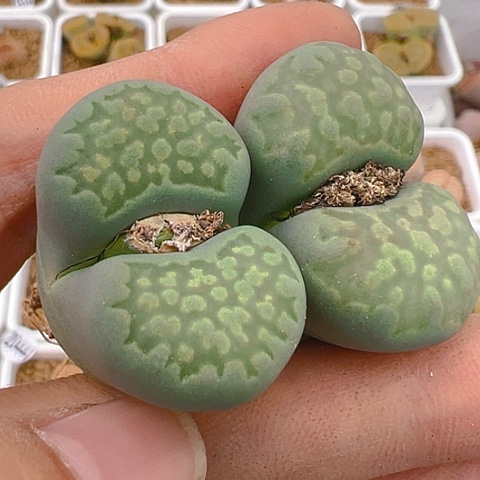 【闪购商品】20094