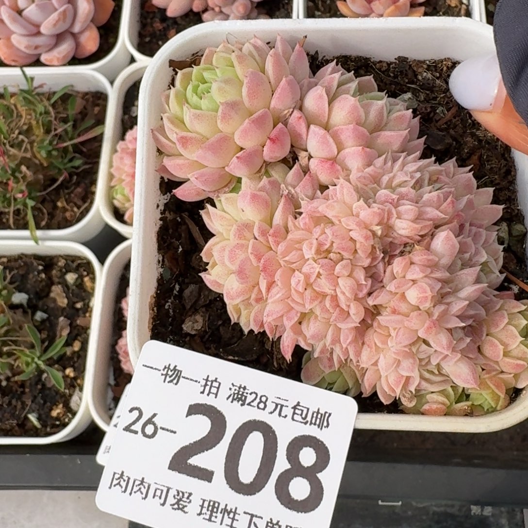 羊脂球缀化无无盆土发的