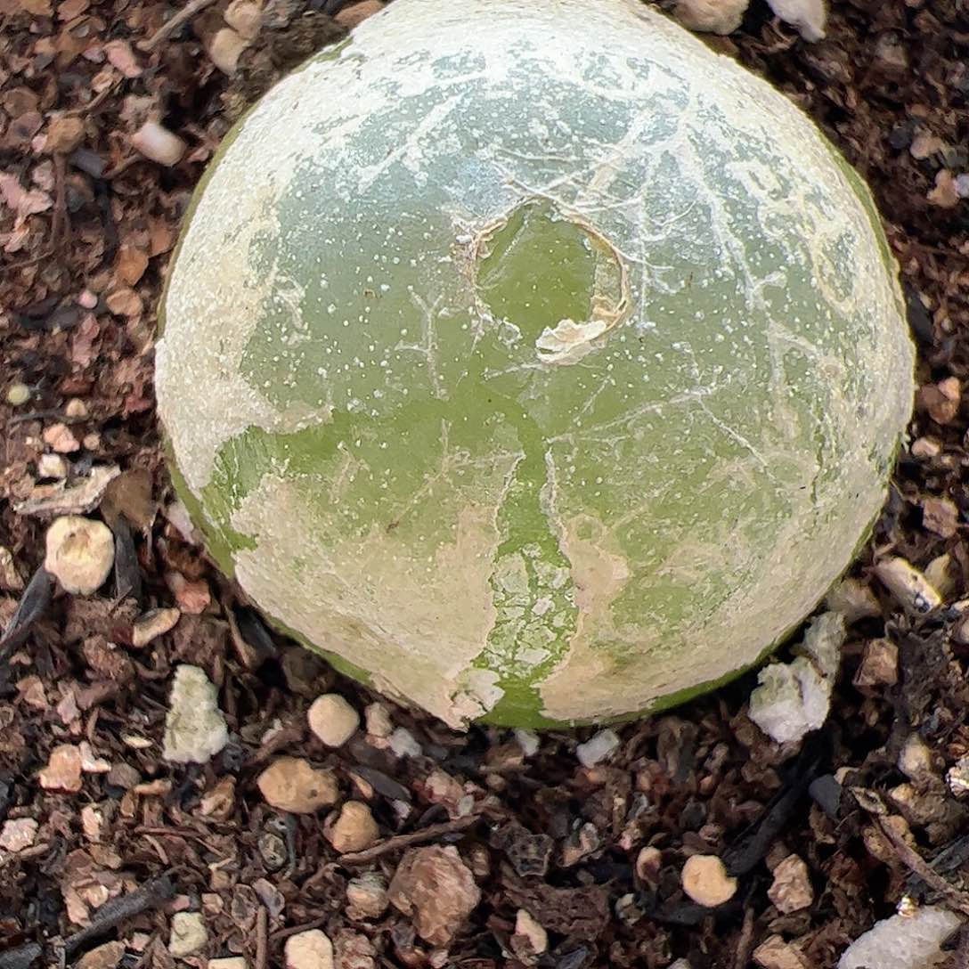 【闪购商品】143 3cm