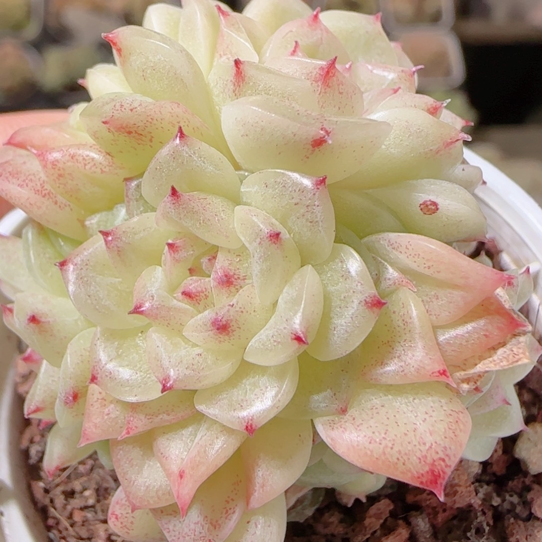 花语多肉1208-96散