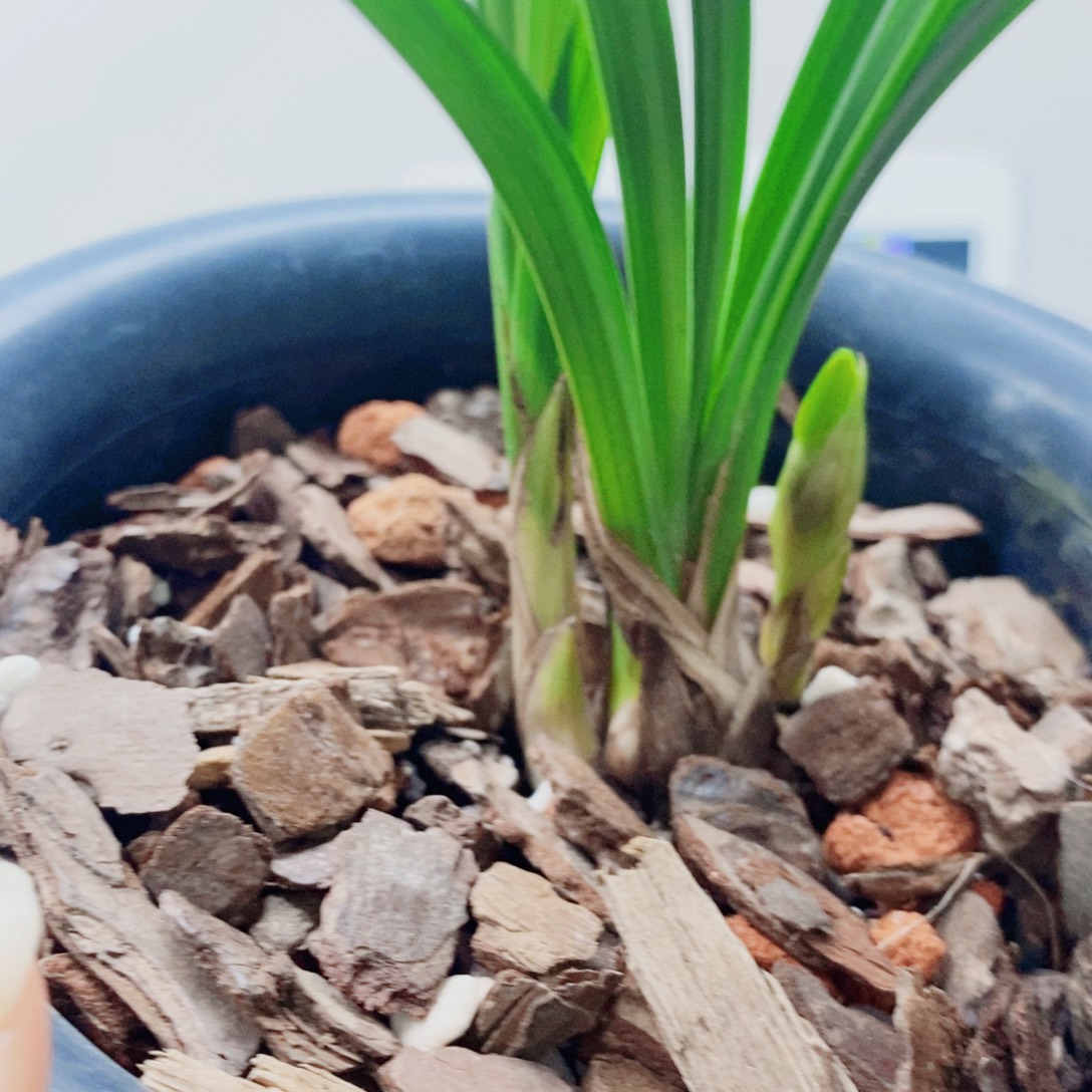 先***者当前无花栽培后可以开花