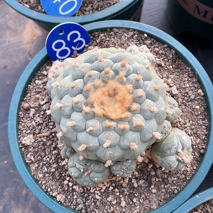 仙人球落地自根小尤佛头83