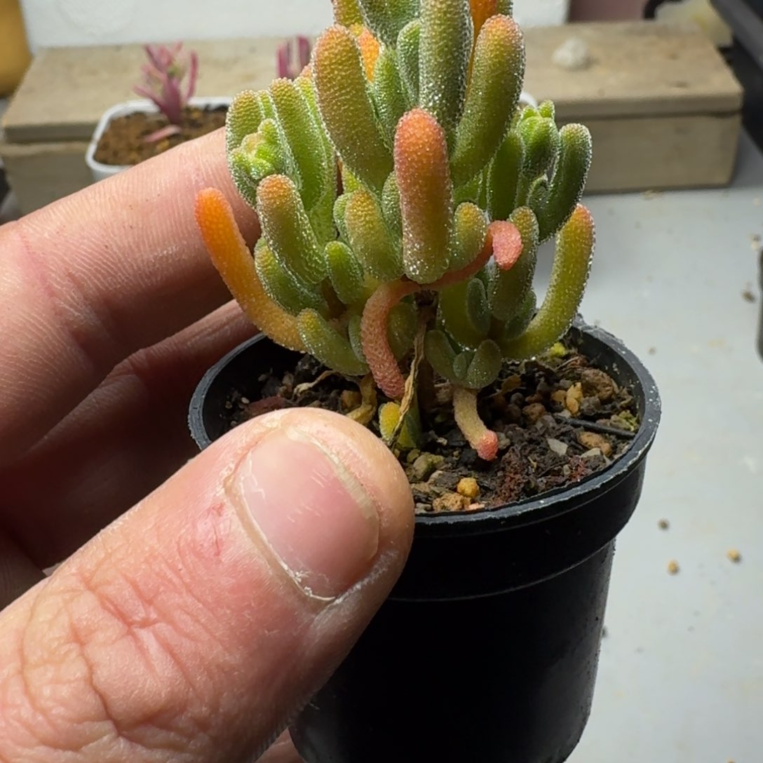 红叶 多肉植物枝干