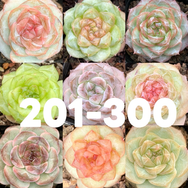(201-300)溏心珍妮麦秆女王杂交多肉（群生不包整，盆不售后）