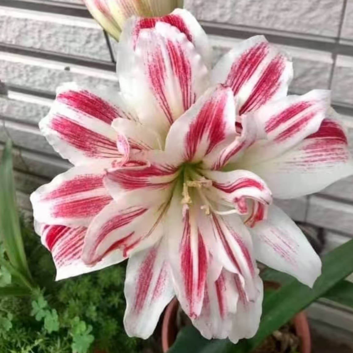 小石头朱顶红羽后，裸球发货，包对版