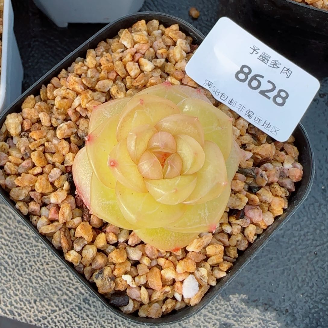灵泽珍妮，8628多肉