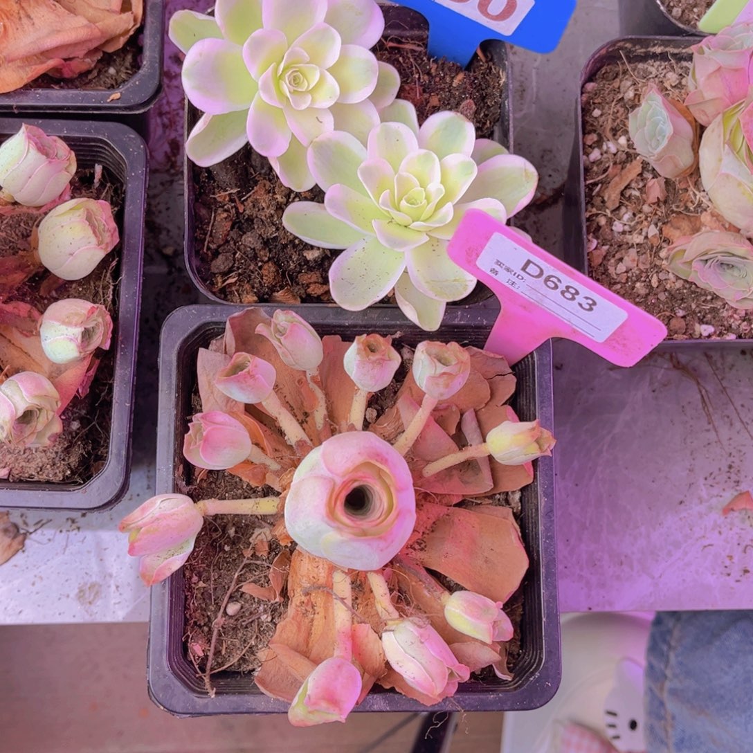 单品一物一拍190号