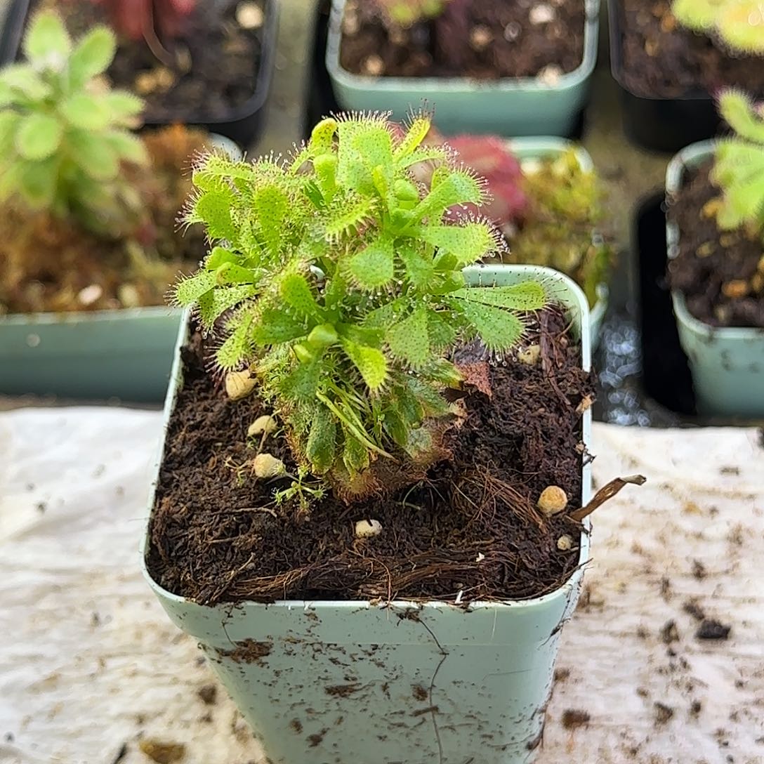 完全开放爆炸头爱丽丝茅膏菜