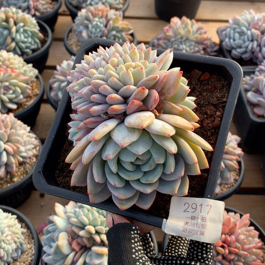 13.5厘米胸花星影缀2917