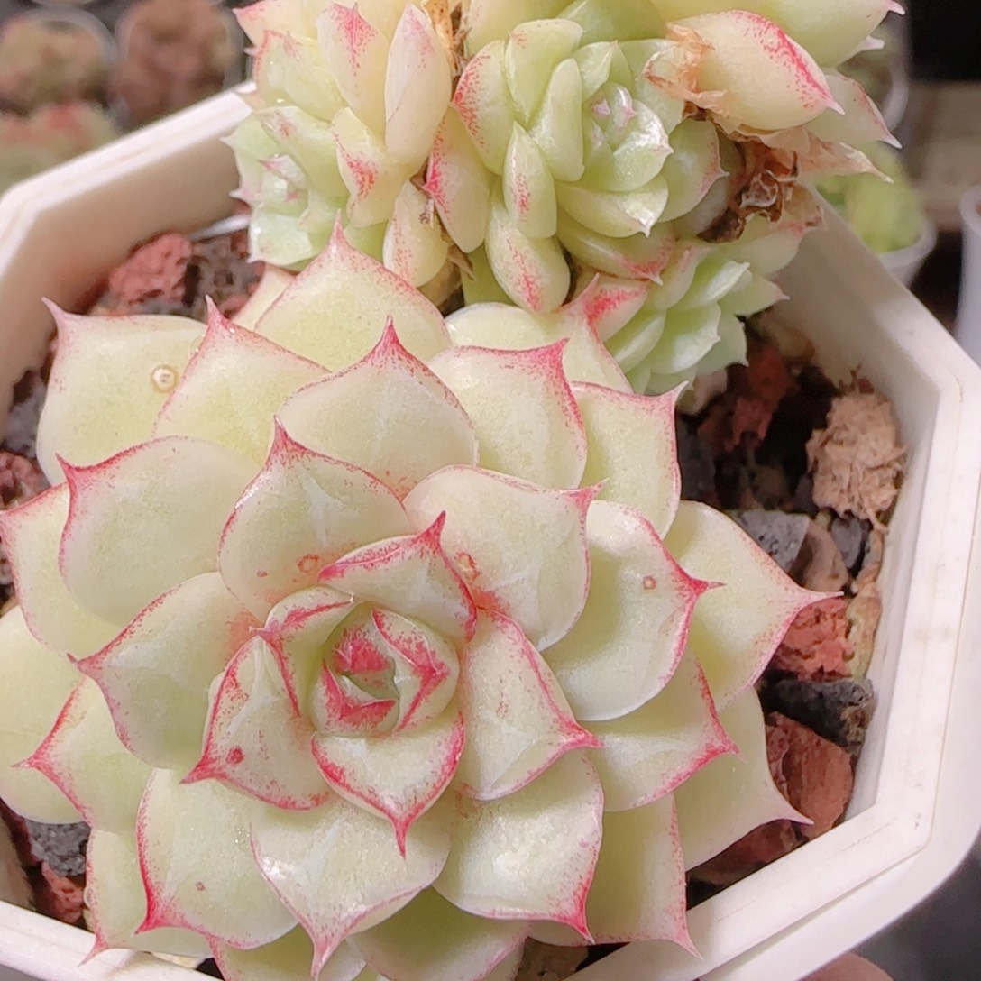 花语多肉1201-77散