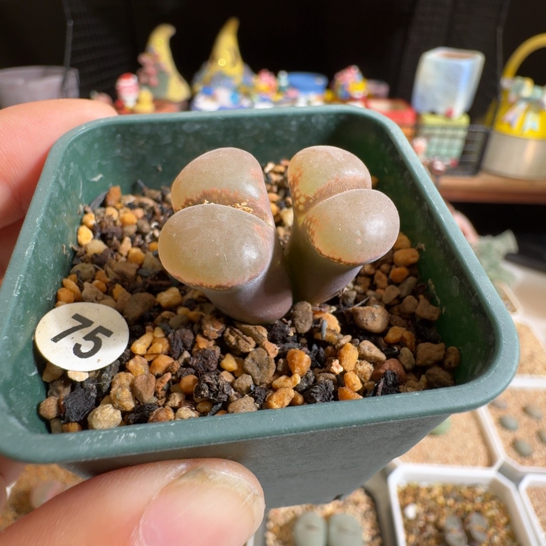多肉植物好看肉锥75