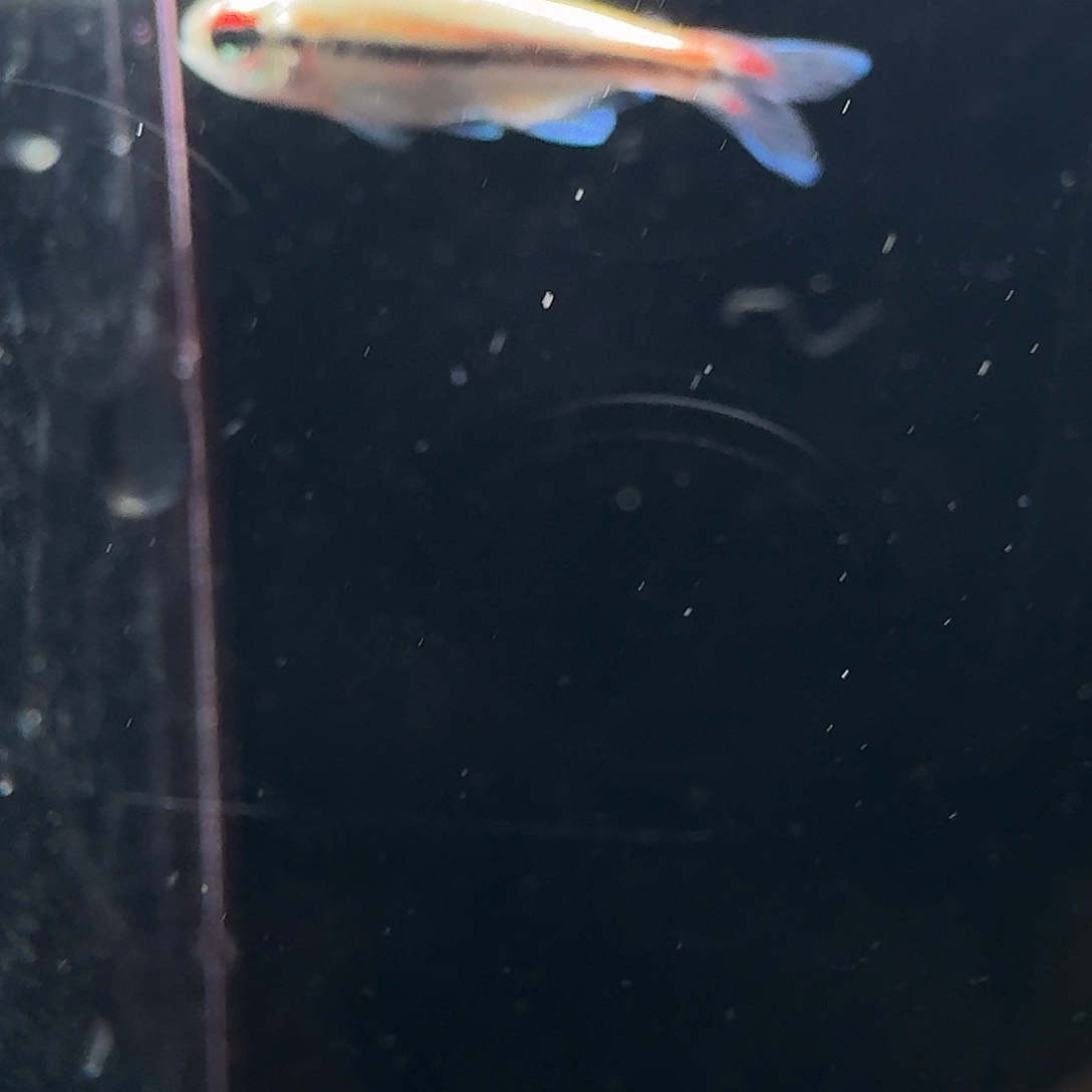 海水鱼红尾白金巧克力2+