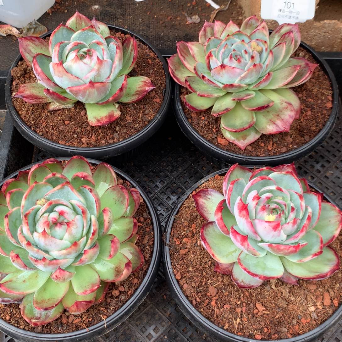 101惊鸿一组4颗，平均尺寸13。多肉植物