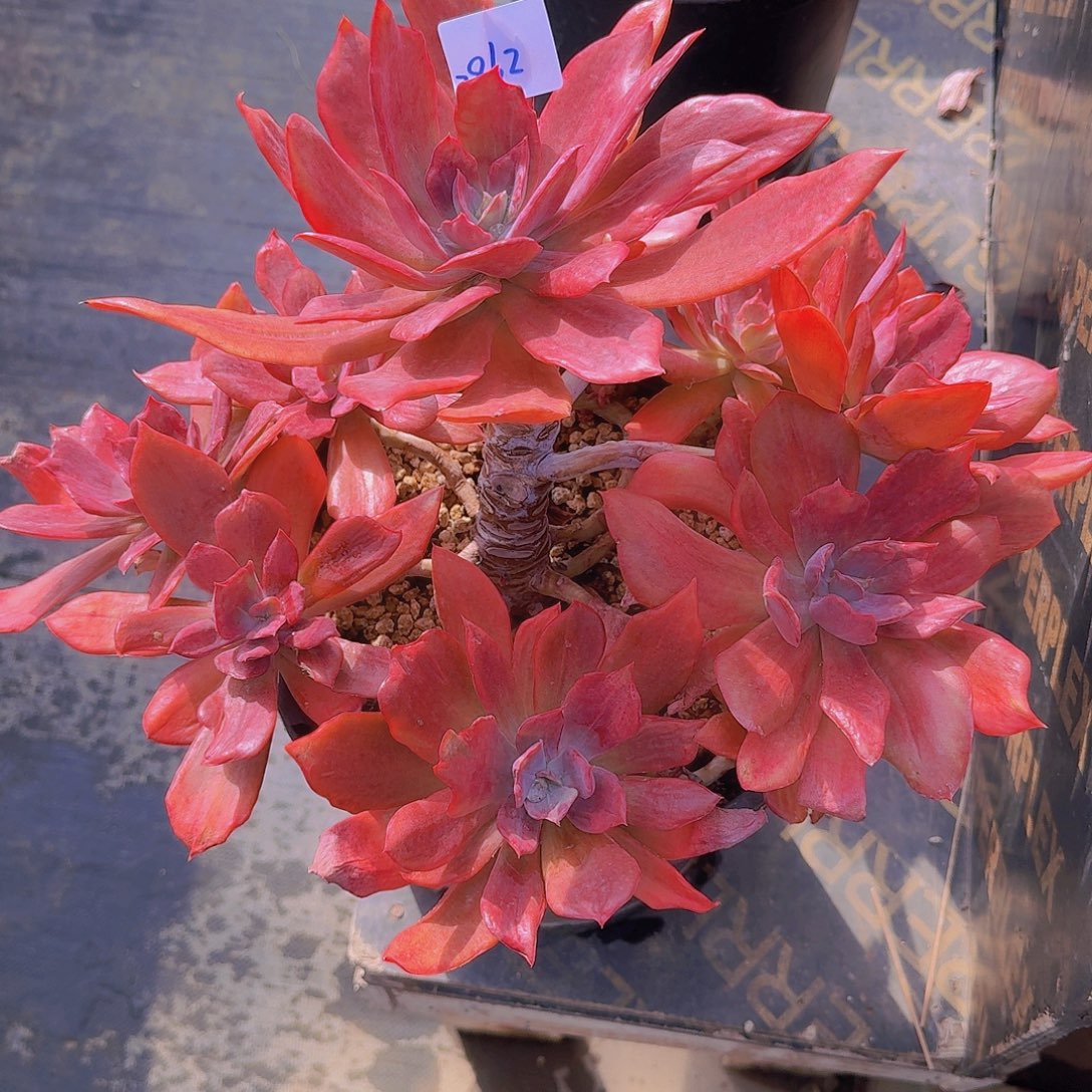 Z***L2962砖石锦多肉植物