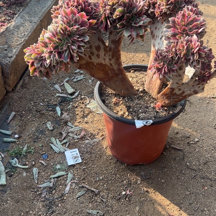 89号粉女巫多肉植物