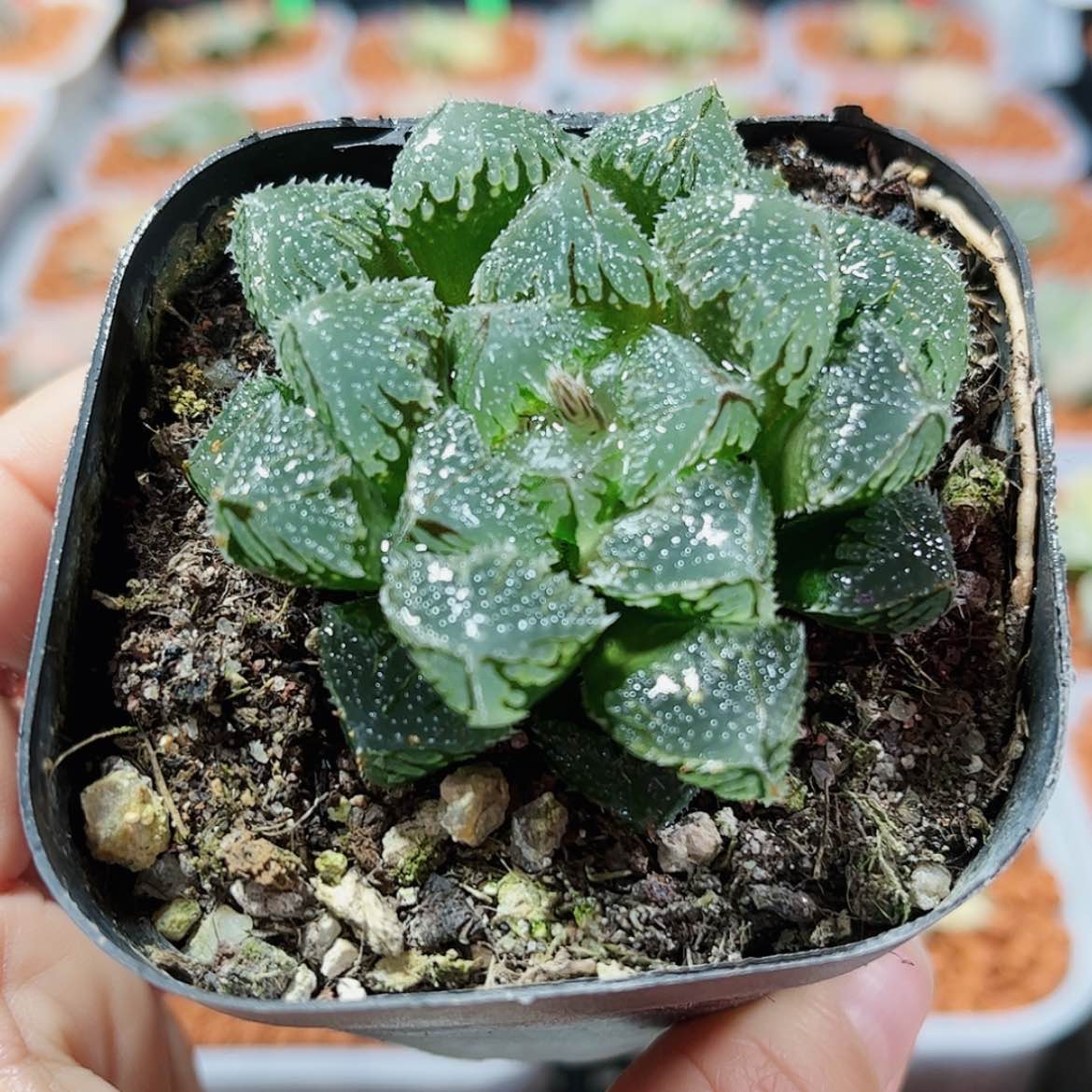 【闪购商品】魔刺玉露