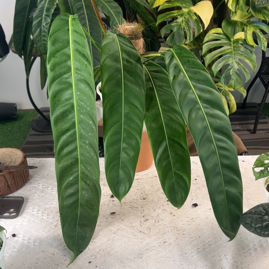 完全开放原种Pp叶长54