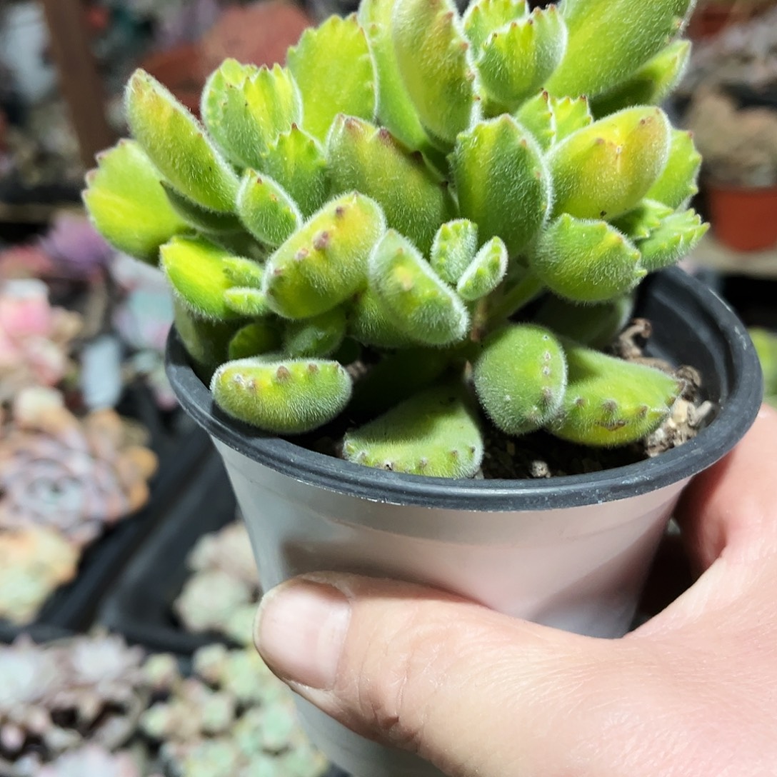用***71多破图植物形态详略
