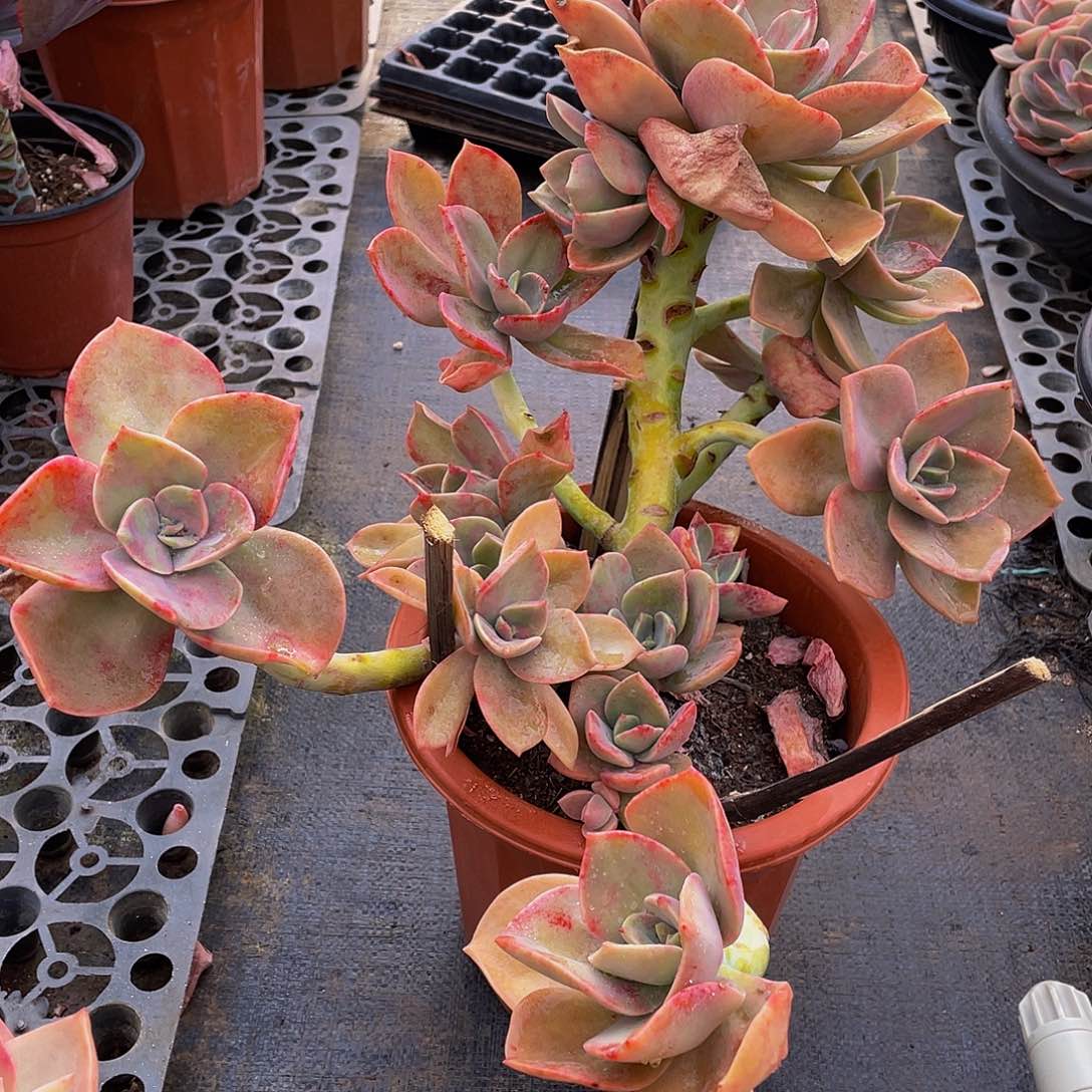 贺士多肉植物大群 2248