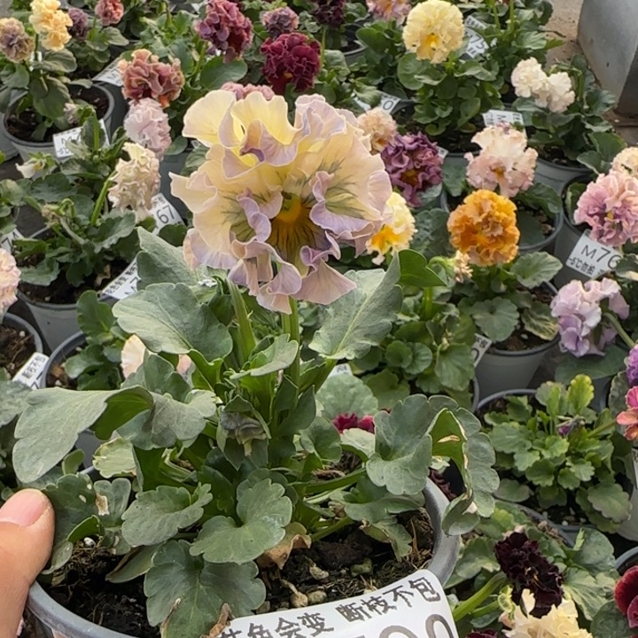 无花朵M790小苗苗晃零下5勿拍