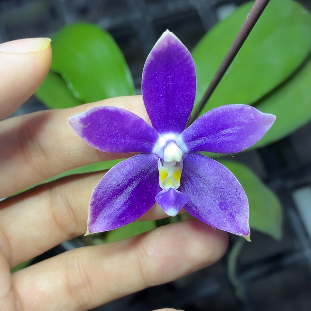 当前无花栽培后可以开花A353yss1180