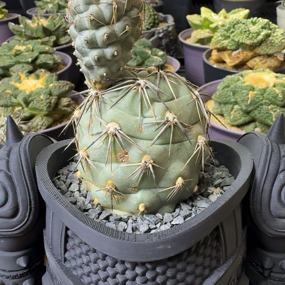 侧芽自根养定狂刺习志野6cm带俩个侧芽