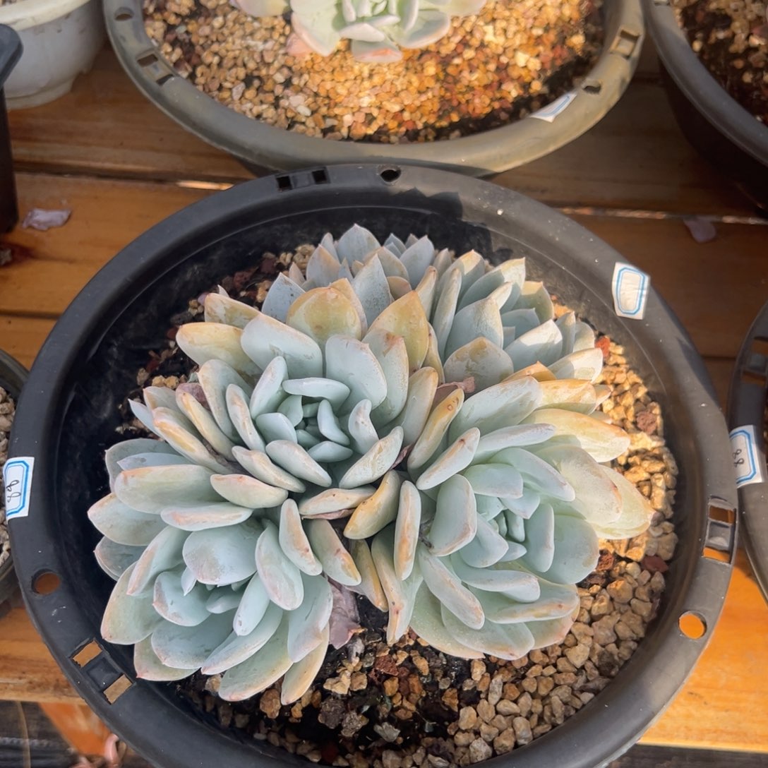 多肉植物多头雪特