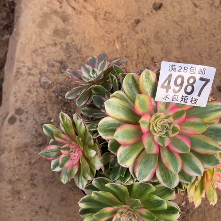 半糖荔枝多肉植物法师4987