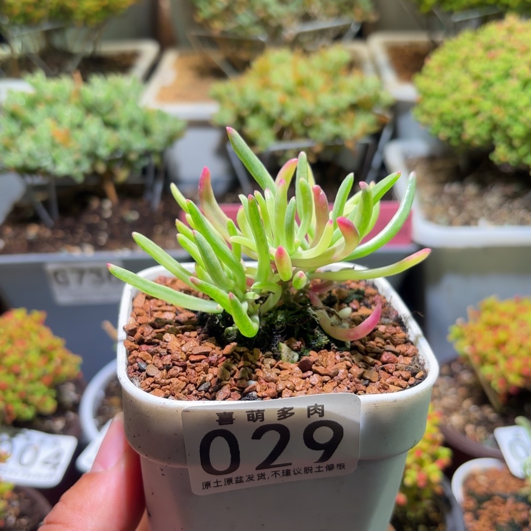 枝干番杏实生冰花锦029