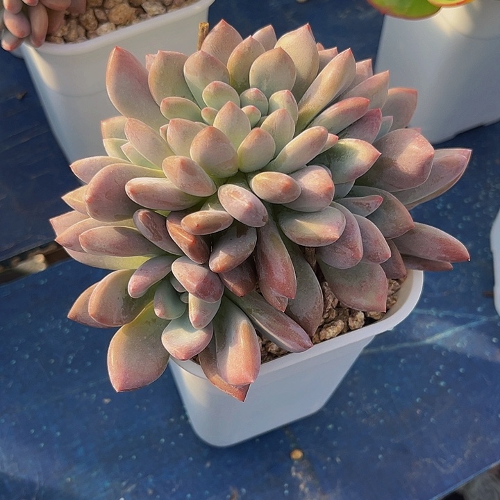 多肉植物奥普缀化