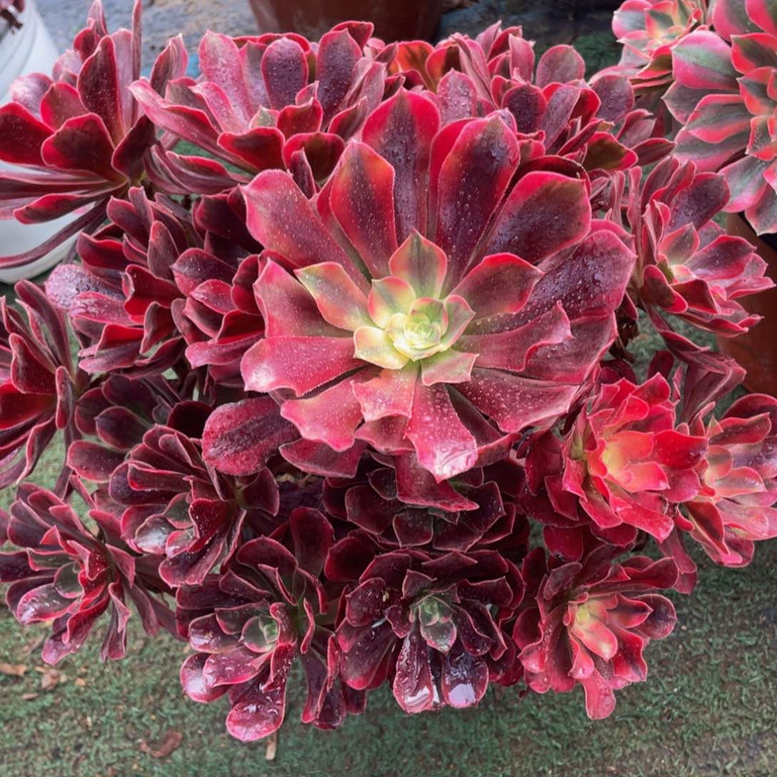 035美杜莎精品法师老桩