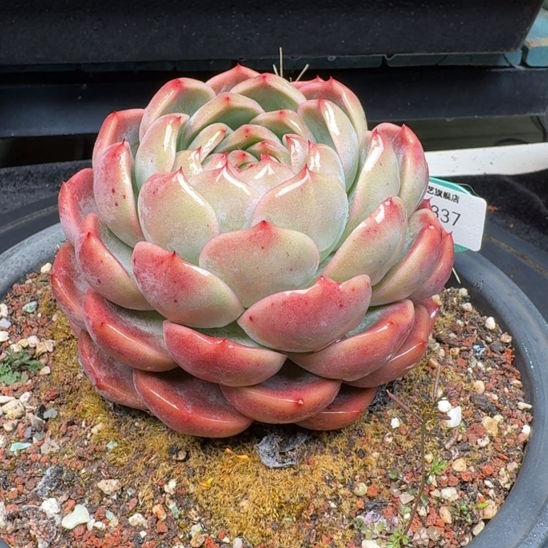 从前慢多肉精选编号1224.337